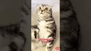 #cat #котик#котище#котенок#котеечка#котофей#китин