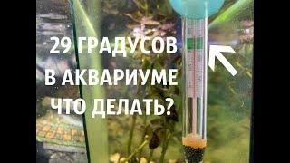 ЧТО ДЕЛАТЬ, ЕСЛИ ВОДА В АКВАРИУМЕ ВЫШЕ 30 ГРАДУСОВ? |  ПРОСТЫЕ СОВЕТЫ #1