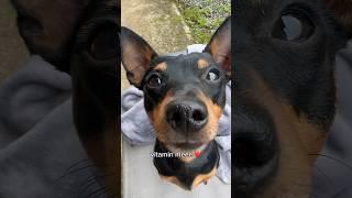 Who wants a bit vitamin Me  #dogshorts #funny #miniaturepinscher #puppy #minpin #pets #funnydog