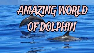 AMAZING WORLD OF DOLPHINS..#dolphins#mammals#animals