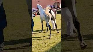 Ransi Horse Show 2023 || Dulla Stallion Power #horselover #trending #shorts