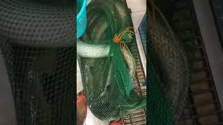Kasiman hunter deliver naman ta sili ah #fishing #eelcatch #fish #eel #linefish
