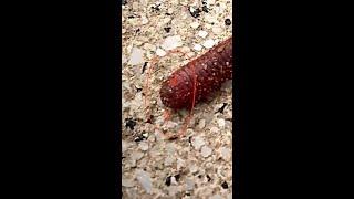 Большущий червь🪱с глазами?!?! Мутант что лиA huge worm with eyes and teeth?! Monster?!