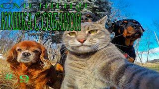 Подборка видео приколов выпуск 9.КОШКА С СОБАКОЙ . Compilation funny videos with cat and dog №9