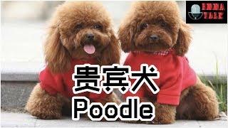 狗狗特辑 EP 2 贵宾犬 Poodle | 【要注意不可以吃的食物】| 造型多变 I Love Poodle