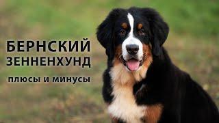 БЕРНСКИЙ ЗЕННЕНХУНД. Плюсы и минусы бернской горной собаки | Bernese Mountain Dog