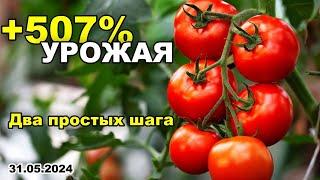 Два ПРОСТЫХ шага +507% УРОЖАЯ!  Как ВЫРАЩИВАТЬ вкусные ТОМАТЫ! 31.05.2024