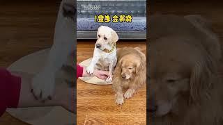 #90 Dog: Are' you sick? Give me the real deal?fast growth plan