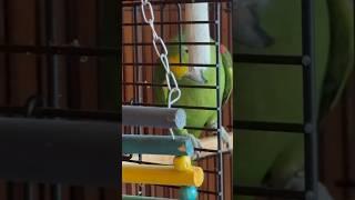 Амазон привет привет привет #parrot #birds #pets #животные #animals #cute