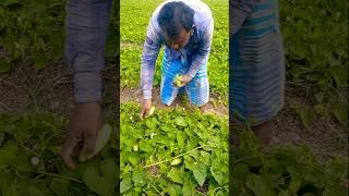 Sunshine and Farming – Pointed Gourd Harvest Vibes!  #shorts