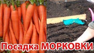 Посадка морковки весной в апреле в открытом грунте на даче