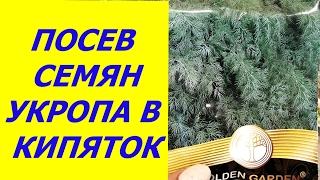 УКРОП АЛЛИГАТОР - В КИПЯТКЕ !!!ЭКСПЕРИМЕНТЫ ЭТОГО ГОДА.часть 1 Посев семян