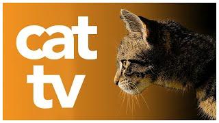 Relax My Cat TV: Cat Enrichment Aid | Animals and Bird Video for Cats to Watch 