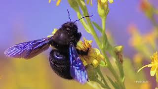 The violet carpenter bee (Xylocopa violacea)