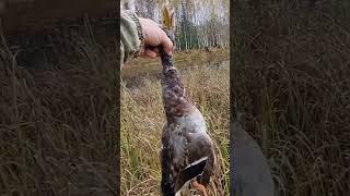 Duck mallard/Селезень #shorts #duckhunting #duck #hunting #deliciousduck #охота #утка #селезень