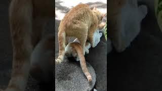 A male cat mating a female cat...