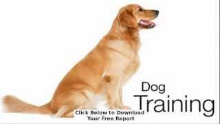 Your agility dog training