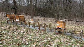 Local beekeepers concerned after hive loss; Bee expert weights in
