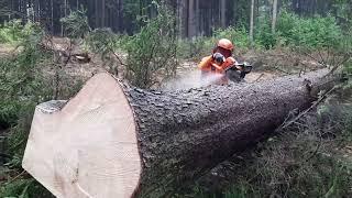 Chainsaw Husqvarna 560XP II VS BIG TREE , Garden and Forest