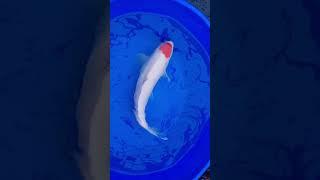 this one coming soon I always spend too much @walker koi #fish #koi #koipond #tancho