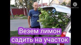 Лимон в открытом грунте.