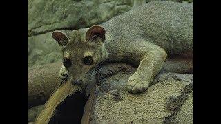 FOSSA - unique to the forests of Madagascar