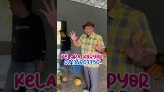 Buah Kelapa Kopyor