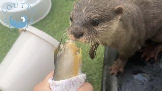 Helping an Otter Eat Her Fish