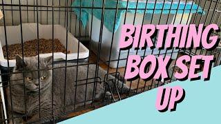 Set Up Your Cats BIRTHING BOX with me