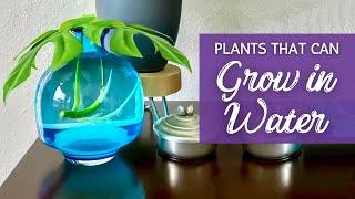 No Soil, Just Water, Who Can Survive? | 20 Houseplants That Can Stay In Water | Hydroponics