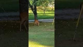 Baby deer eating apples