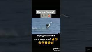 Птичьи танцы