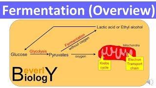 Fermentation Overview (updated)