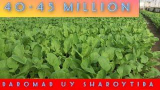 Uy sharoytida issiqxonadan 40-45 million daromad