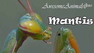 ️ Close up Look. The Praying Mantis ️