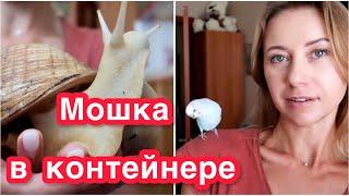 ТОША ТЕПЕРЬ ОДИНКАК ИЗБАВИТЬСЯ ОТ МОШКИ В КОНТЕЙНЕРЕ У УЛИТОК🪰АКЦИЯ НА ЯГЕЛЬ