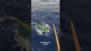 CATCHING MAHI-MAHI in HAWAII!! #shorts #fishing #fish #ocean #mahi