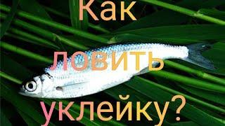 Как ловить уклейку? Прикормка для уклейки! Всё об уклейки. Места обитния уклейки, Календарь клёва!