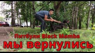 Питбули Black Mamba!!! Мы вернулись