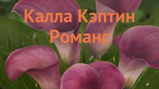 Калла обыкновенная Кэптин Романс (captain romance)  обзор: как сажать, луковицы каллы Кэптин Романс