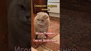 Игорь Маменко и Сергей Дроботенко  Смешная озвучка кошек  #юмор #озвучка #cat #прикольныекоты