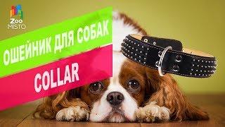 COLLAR ОШЕЙНИК ДВОЙНОЙ С ШИПАМИ В 4 РЯДА ДЛЯ СОБАК | Обзор ОШЕЙНИКА COLLAR  ДЛЯ СОБАК