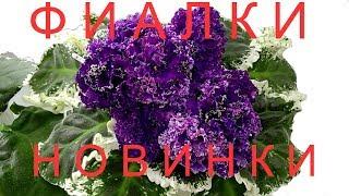 #ФИАЛКИ-НОВИНКИ цветут у меня. Цветущие фиалки. Обзор.