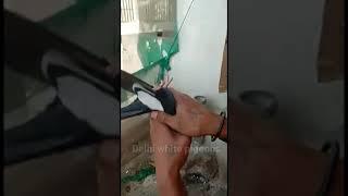 madrasi punjabi pair | delhi white pigeons short kabutar video