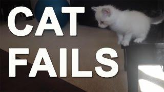 Cat Fails with sound effects | Compilation of funny cats in action