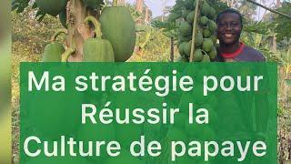 Top 2 stratégies pour réussir la culture de papaye ! Au Cameroun