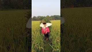catch new bird# short # #video# Indonesia# Mexico# #Vietnam# Italy# Kuwait# #Malaysia #