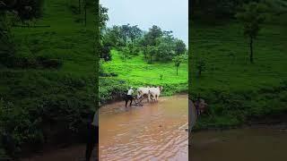 Farming Shorts #shetkari #Baliraja