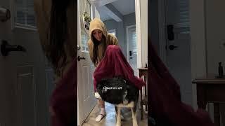 as if my husky needed another reason to be mad at me…here are 3 #husky #huskies #dogvideos