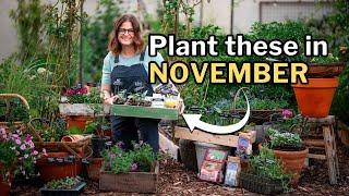 NOVEMBER PLANTING GUIDE: Top Veggies, Flowers, and Herbs for Your Fall Garden